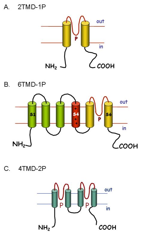 K channel structures Secondary structures of pore forming α subunits