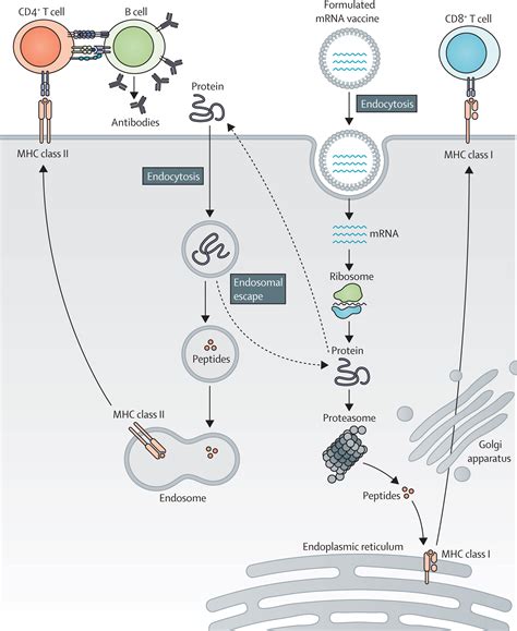 Clinical Advances And Ongoing Trials Of MRNA Vaccines For Cancer