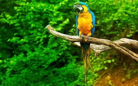 Macaws Amazon Rainforest Parrot Macaw Parrot Parrot Hd Wallpaper