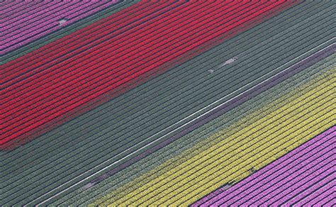 An Aerial View of Tulip Fields Photograph by Yves Herman - Fine Art America