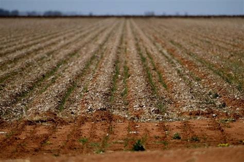 Thirst Turns To Anger As Australias Mighty Darling River Runs Dry