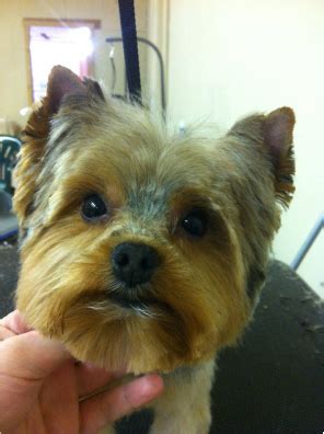 Teddy Bear Haircut Yorkie - Best Haircut 2020