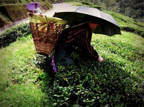 Darjeeling Tea Gardens - Photos - WeRateTea.com