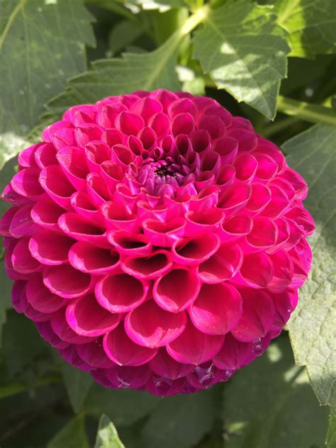 Dahlia Downham Royal An Incredible Pompon Dahlia Neat And Perfect