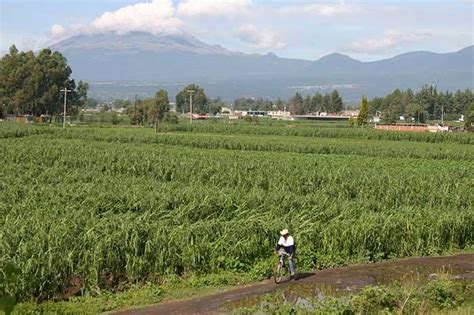 Registra Puebla Daños En 6 500 Hectáreas De Cultivos Por Lluvias