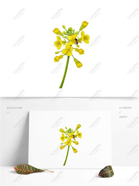 Hand Drawn Canola Flower Cartoon Illustration, Rape, Plant, Flower PNG ...