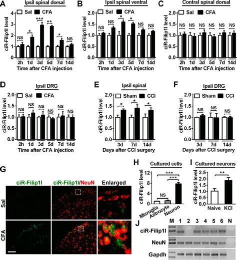 MicroRNA 1224 Splicing CircularRNA Filip1l In An Ago2 Dependent Manner