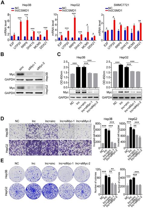 Myc Protein Plays A Key Role In Lnccsmd1 Induced Malignant Phenotypes Download Scientific