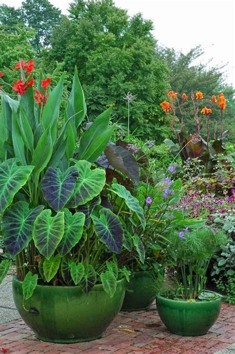 Papyrus Elephant Ears And Cannas L Longwood Gardens Patio Container