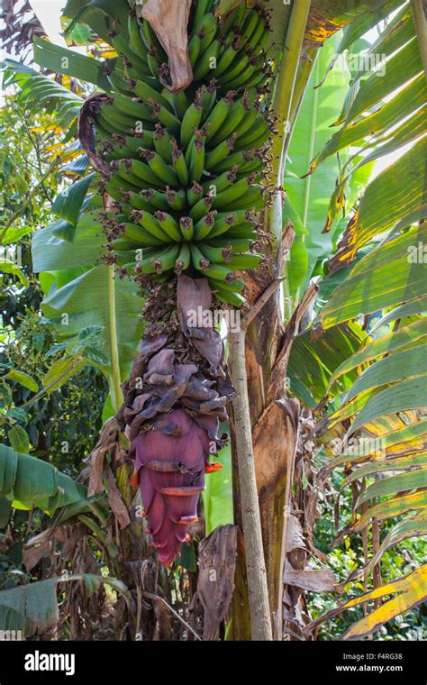 Africa Bananas Blossoms Fruits Plants Travel Tanzania Usambara