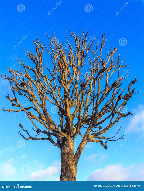 Tree Without Leaves In Winter Stock Photo Image Of Branch Isolated