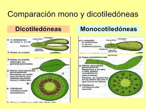 MONOCOTILEDÓNEAS Y DICOTILEDÓNEAS