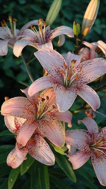 Types Of Lilies Beautiful Cold Hardy Choices For The Garden Artofit