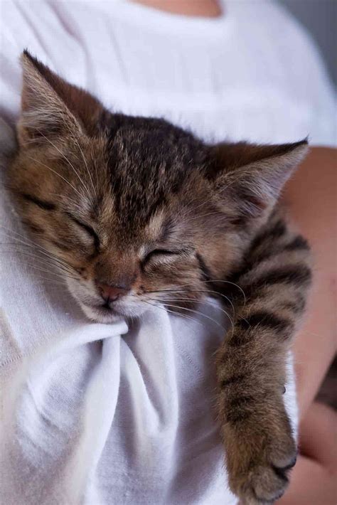 cats and distemper 4