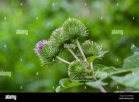 Flowers Of Great Burdock Arctium Lappa Selective Focus With Shallow