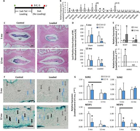 Following Tail Compression Wnt Signaling Declined But B Catenin