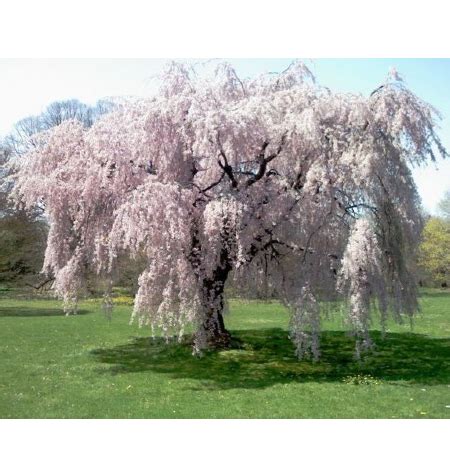 Japanese Redbud Tree - apple-shaped