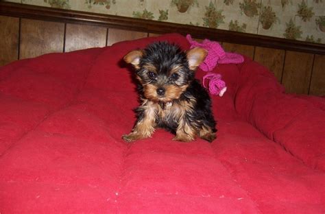 Yorkshire Terrier Puppies For Sale Knoxville TN 240636