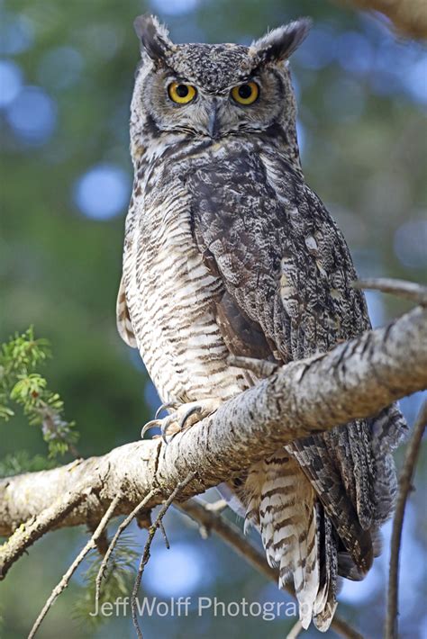 Great Horned Owl Wildlife Photography On Fstoppers