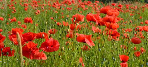 Free Images Landscape Nature Blossom Meadow Prairie Petal Bloom