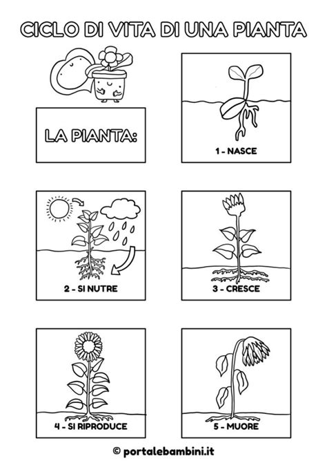 Gelato Pacco Da Qualche Parte Ciclo Vitale Delle Piante Nordest Seconda