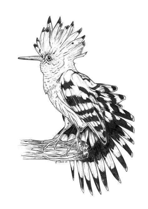 bird ink drawing | Ink drawing, Art pricing, Drawings