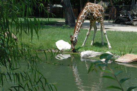 Giraffe Reflection Julie Rummel Hudson Flickr