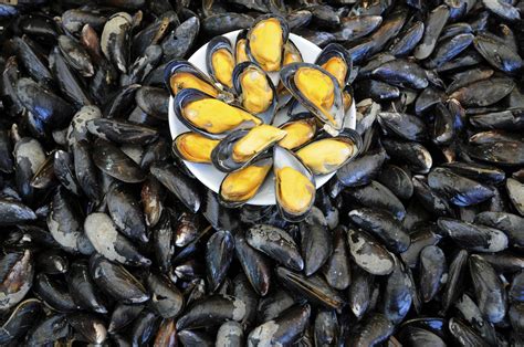 Top 10 Health Benefits Of Mussels Health Fitness Revolution