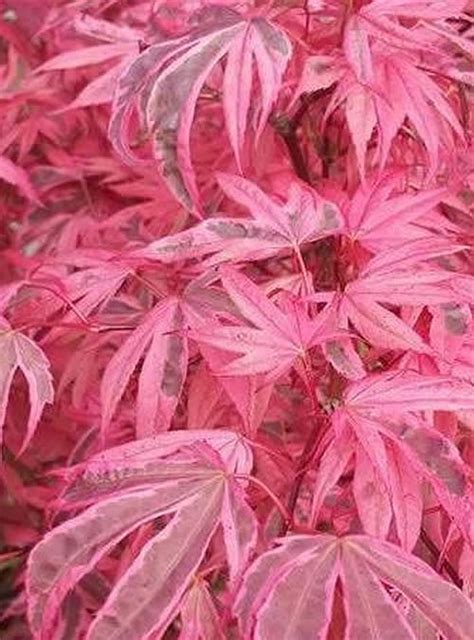 Acer Palmatum 'Pink Passion' – Millstone Garden Centre