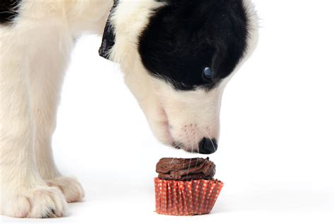 Warum Hunde keine Schokolade essen dürfen