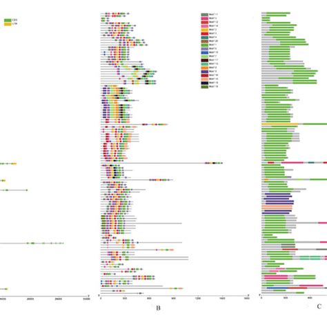 Gene Structure Conserved Motifs And Domains Of Quinoa CqPP2Cs A