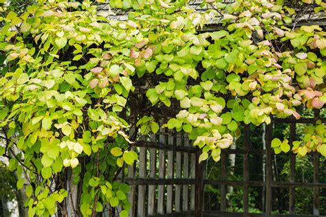 Popular Flowering And Vines And Climbers