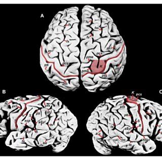 (PDF) New Information about Albert Einstein's Brain