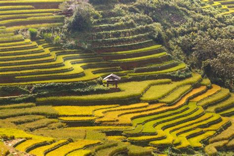 Rice Terraces · Free Stock Photo