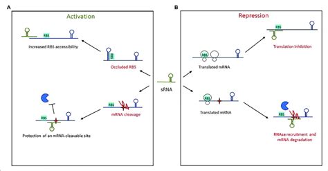 Mechanisms Of Action Used By Trans Encoded Srnas A In