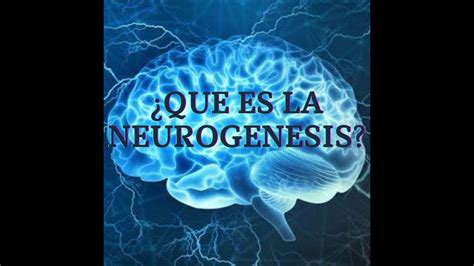 Neurociencia Qué es la Neurogenesis YouTube