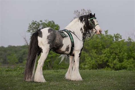 Flashy Driveride Imported Mini Gypsy Stallion