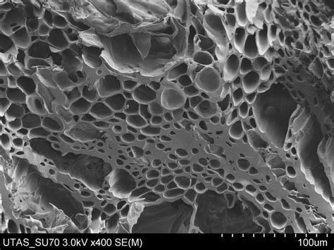 Electron Microscopic Image Of Biochar Showing Micropore Structure