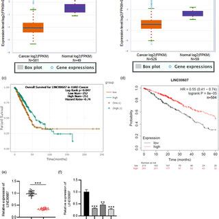 Influence Of Linc Overexpression On Nsclc Cell Phenotypes A