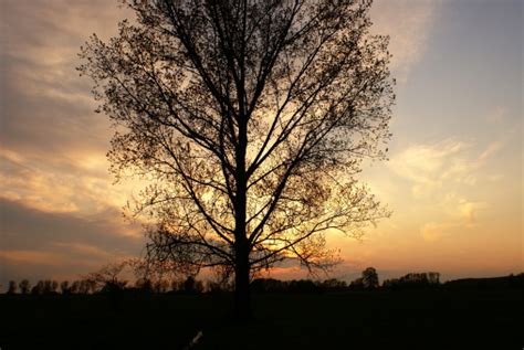 Fotos Gratis Rbol Naturaleza Rama Nube Planta Cielo Amanecer