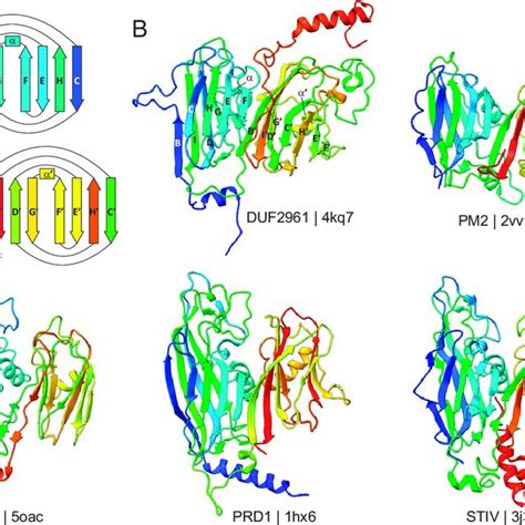 Comparison Of Viral And Cellular Djr Proteins A Schematic Diagram