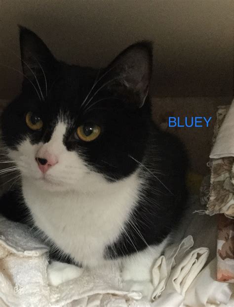 Bluey - 2 year old male Black and White Domestic Short-Haired Cat - Cats For Adoption