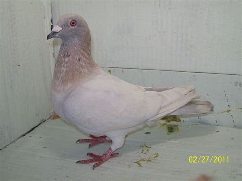 Rare Colored Racing Homing Pigeons Rare Racing Pigeonscolored Homing