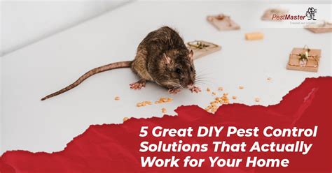 5 Great Diy Pest Control Solutions That Actually Work For Your Home