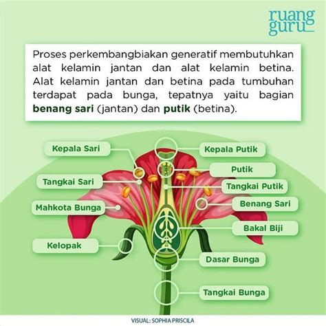 Perkembangbiakan Generatif Pada Tumbuhan Ipa Terpadu Kelas 6 Sains