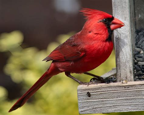 Cardinal - Male by DasDriver on DeviantArt