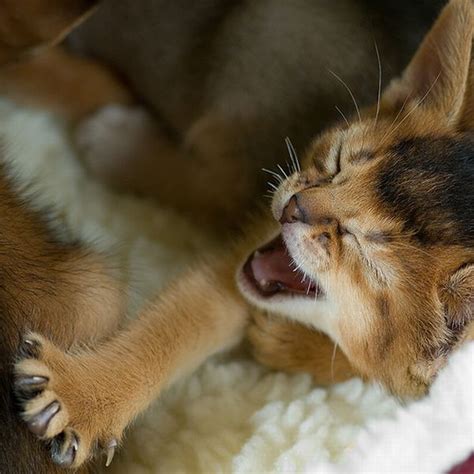 Kittens Yawning (20 pics)