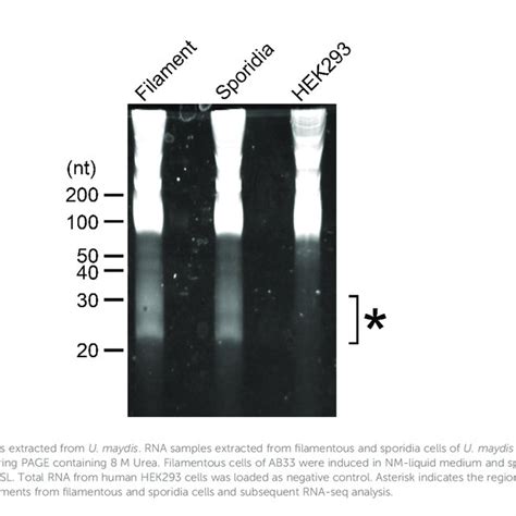 Cellular Localization Of Nuc Ha Protein In Sporidia Cells Of U