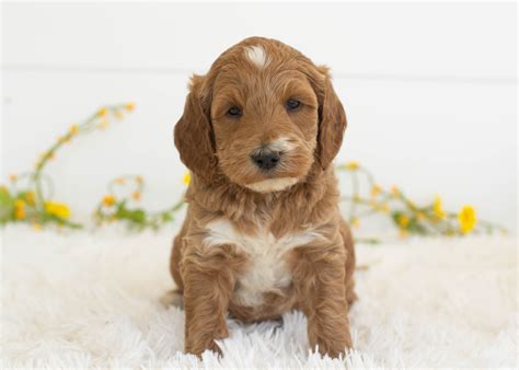 Mini Goldendoodles for Adoption — Family Bred Puppies