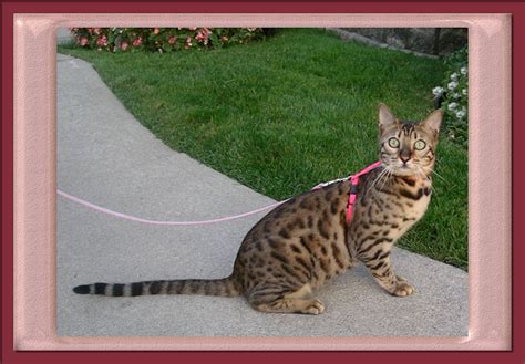 Bengal Cat Leash Training